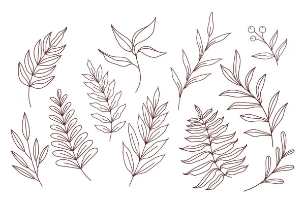 Folhas Desenhadas Mão Plantas Folhas Desenhadas Mão Folha Floral Ilustração — Vetor de Stock