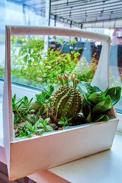 Vier Bloemen Ontspruiten Aan Rand Van Een Cactus Pad — Stockfoto