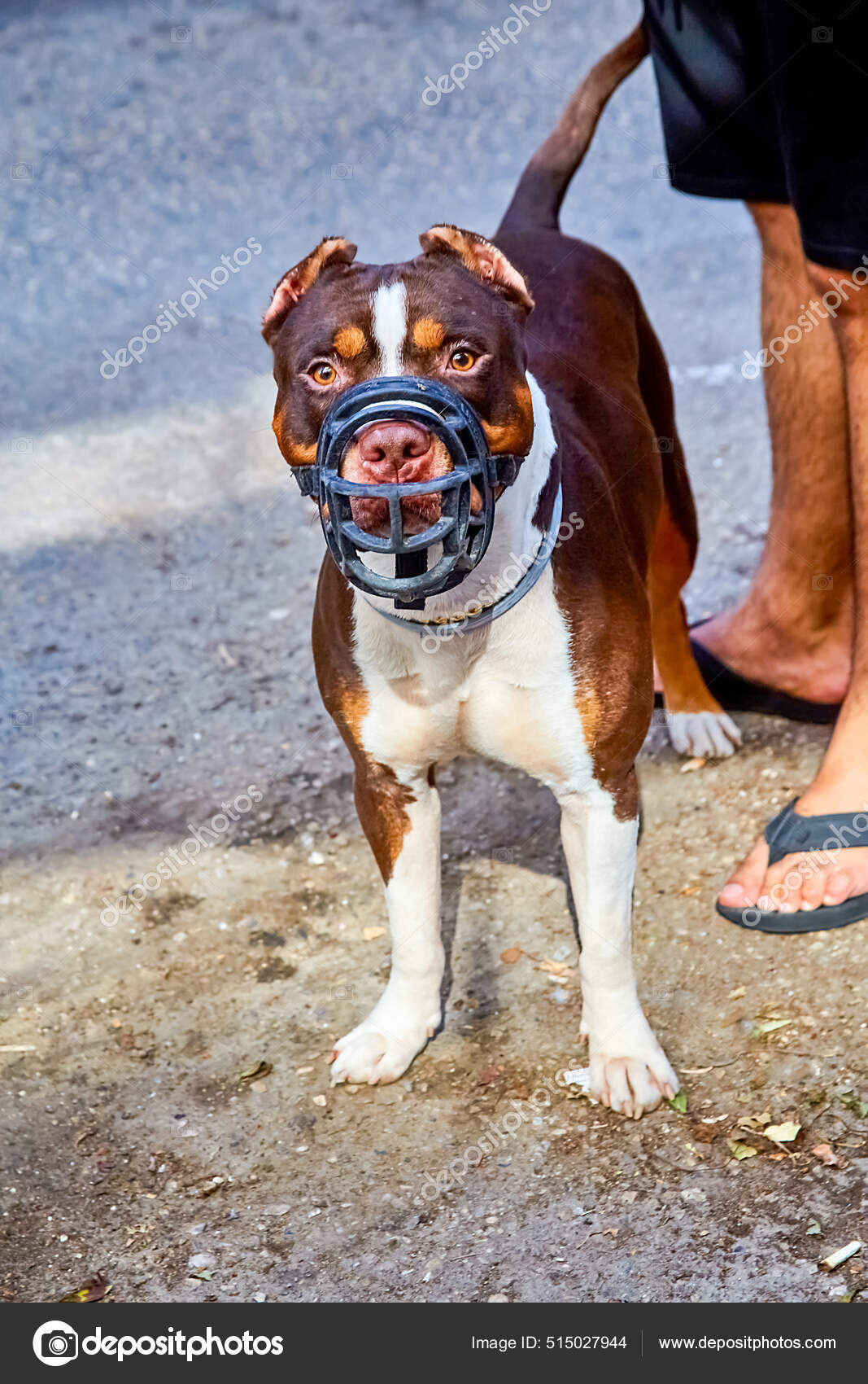 White Brown Pitbull Muzzle Stands Feet Owner City Street Sunny Stock
