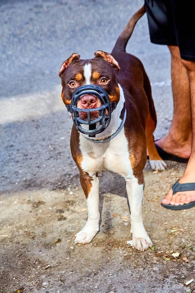 Een Witbruine Pitbull Een Muilkorf Staat Een Zonnige Dag Vlak — Stockfoto