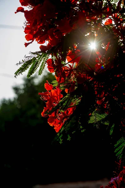 Flammenbaum Delonix Regia Royal Poinciana Voller Roter Blüte Sonnigen Tag — Stockfoto