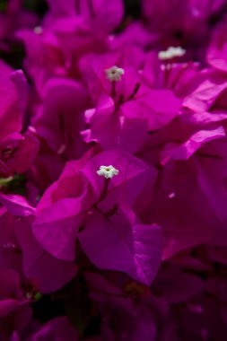 Güneşli bir günde pembe bougainvillea çiçeği arkaplanı, yakın plan.