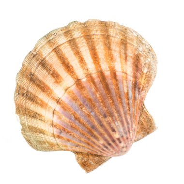Deniz tarağı