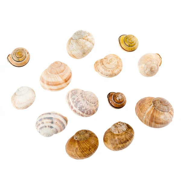 Snails — Stock Photo, Image