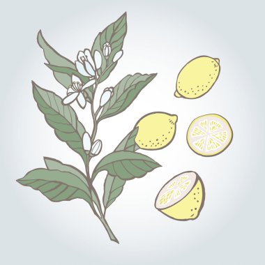 limon vektör çizim