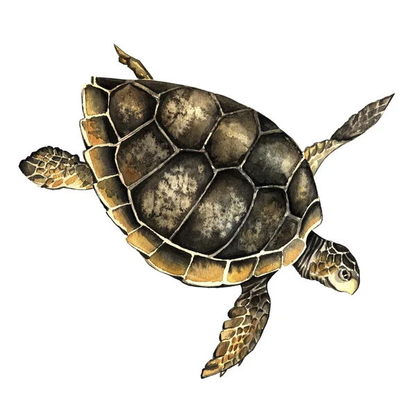 Ακουαρέλα θαλάσσιας χελώνας — Φωτογραφία Αρχείου