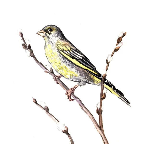 水彩画の鳴き鳥 — ストック写真