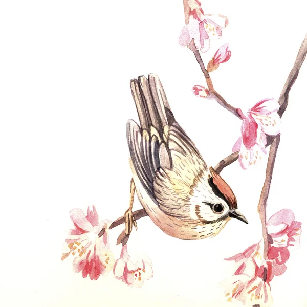 Acquerello primavera uccello — Foto Stock