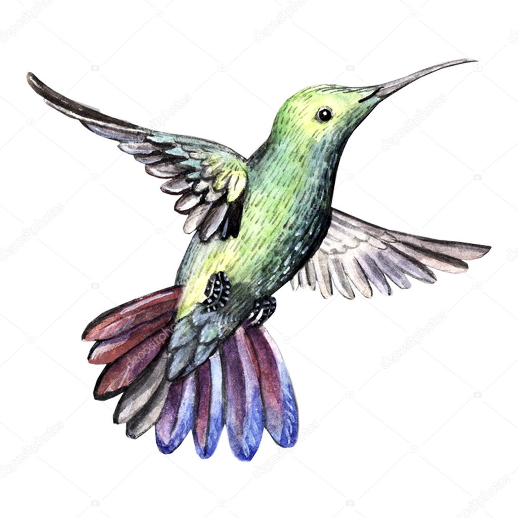 watercolor bird hummingbird