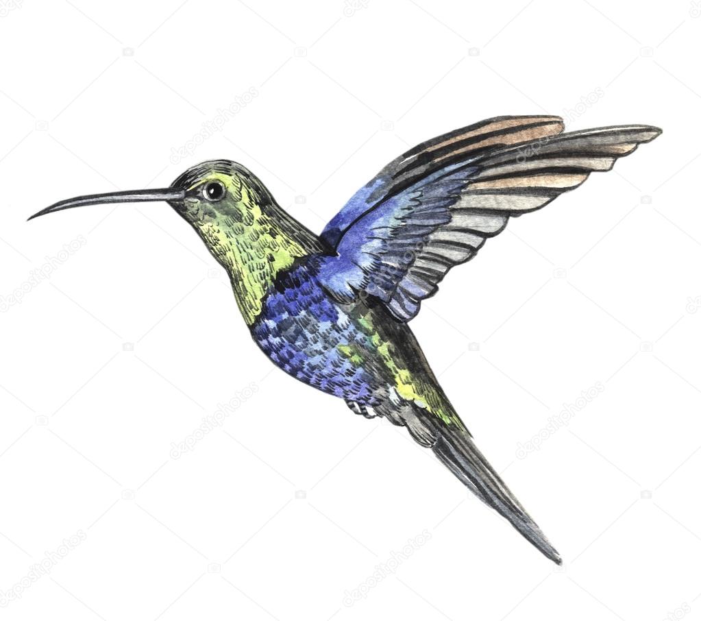 watercolor sketch bird hummingbird