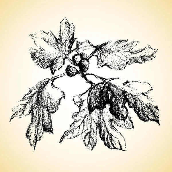 Graphic illustration of figs — Stock Illustration Graphic illustration of figs Royalty Free Stock Vectors