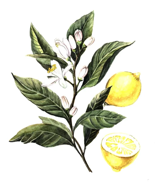 Akvarel citron — Stock fotografie