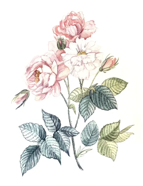 Нежные розы акварелью — стоковое фото