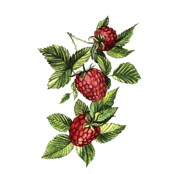 Aquarelle framboises — Photo