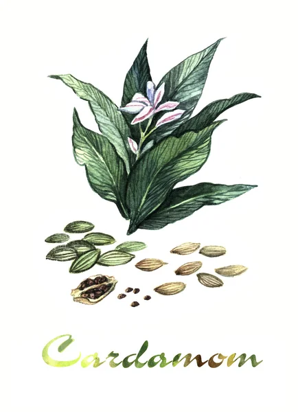 Watercolor Cardamom — Stok Foto