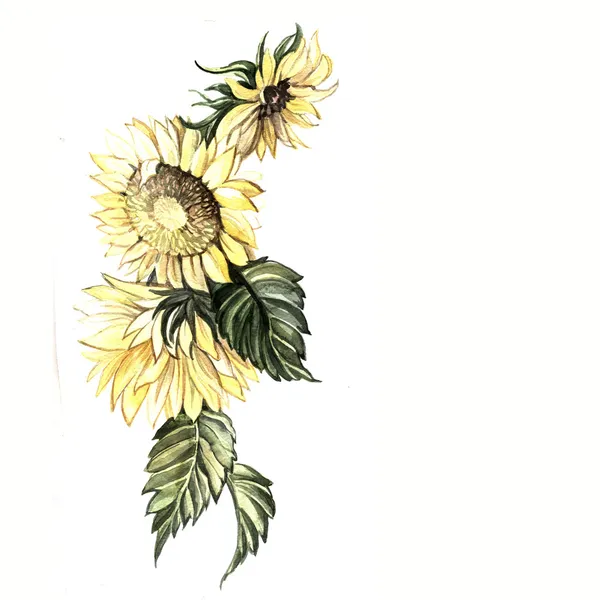 Akvarel slunečnice — Stock fotografie
