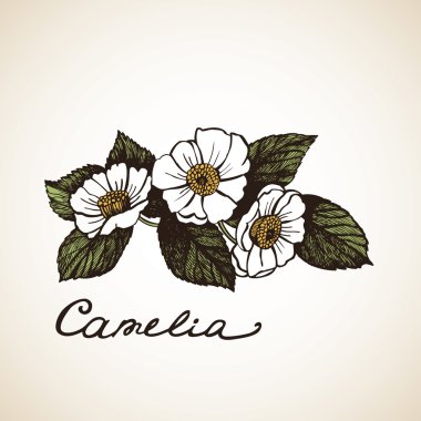 grafik tasarım kamelya