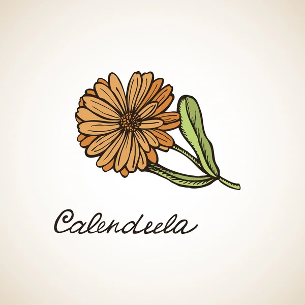 Grafik tasarım calendula — Stok Vektör