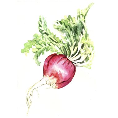 Maca kökü suluboya