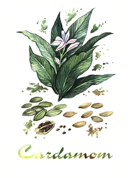 Cardamomo Aquarela — Fotografia de Stock