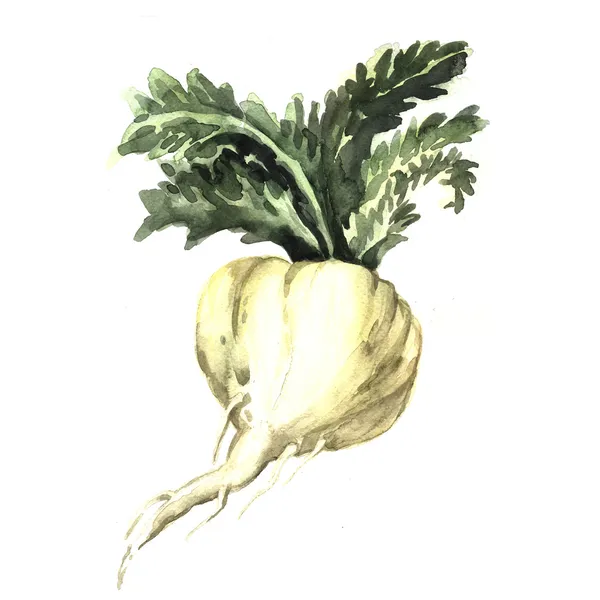 suluboya maca kökü