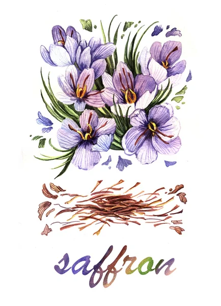 Watercolor Saffron — Stock Photo, Image