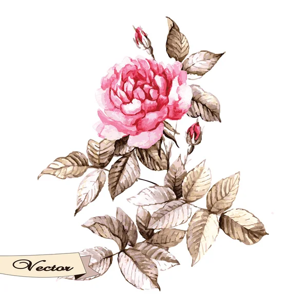 Vector Watercolor Rose. — Stock Vector