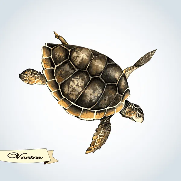 Vector aquarel turtle. — Stockvector