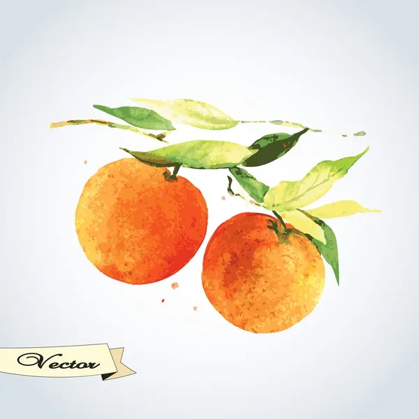 Aquarell Orangen auf einem Zweig. — Stockvektor