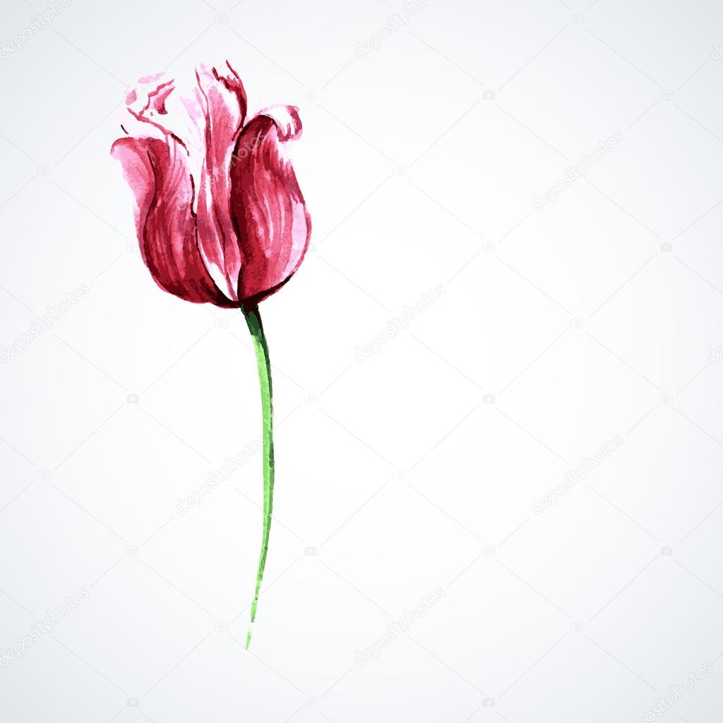 Vector tulip watercolor.