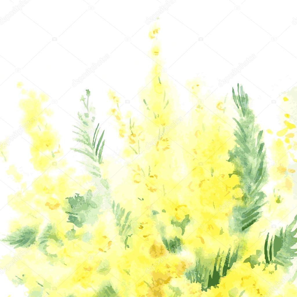 Vector watercolor background with mimosa.