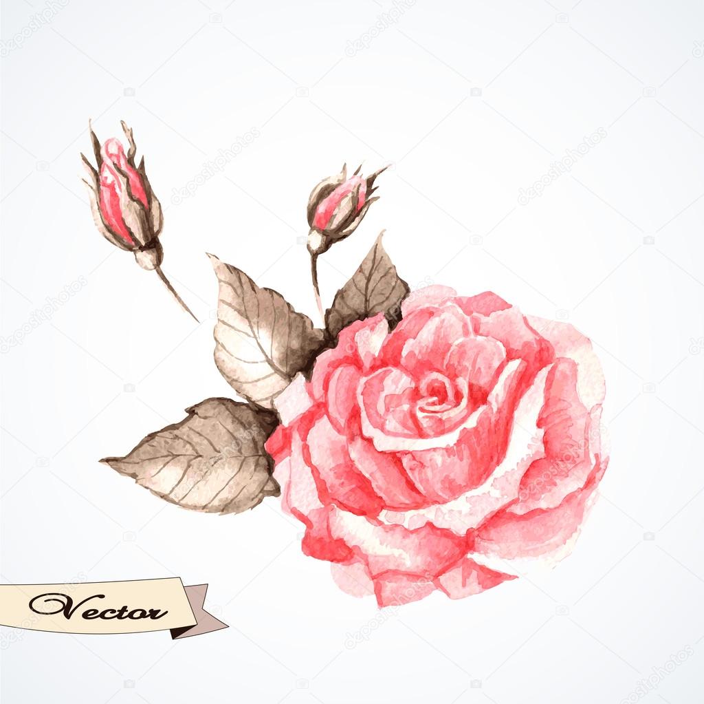 Watercolor rose illustration