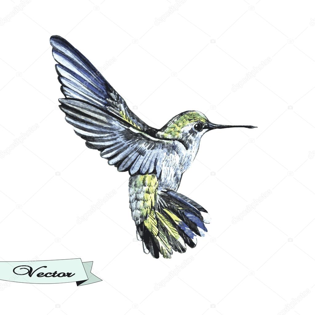 Vector watercolor sketch of a hummingbird.