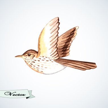 Sulu Boya songthrush