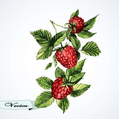 vektör suluboya ahududu