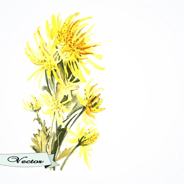 Akvarel chryzantéma — Stockový vektor