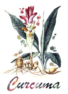 Curcuma suluboya