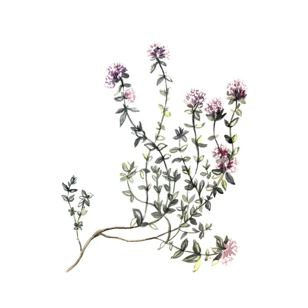 Watercolor Thyme — Stock Photo, Image