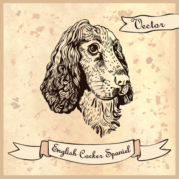 Illustration av en teknik för hand dra cocker spaniel — Stock vektor