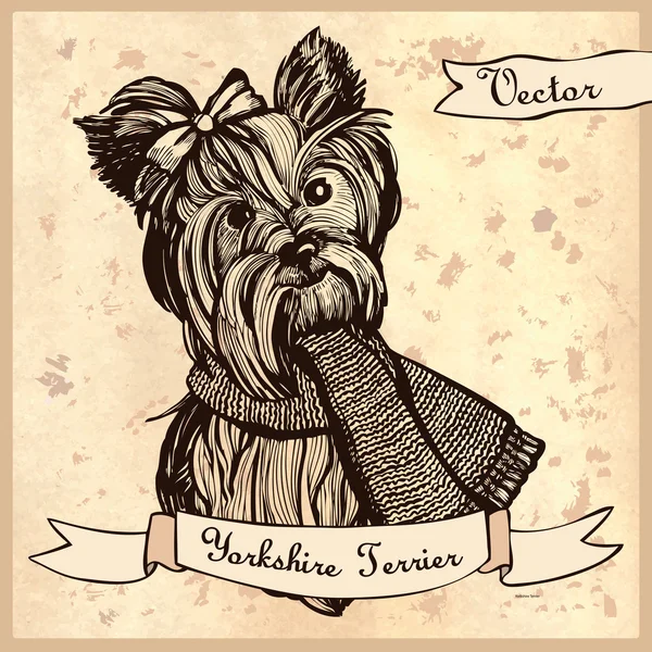 Vektorové ilustrace Yorkshire Terrier — Stockový vektor