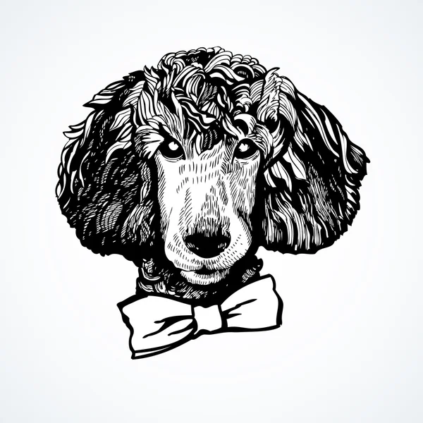 Retrato dibujado a mano de Poodle — Vector de stock