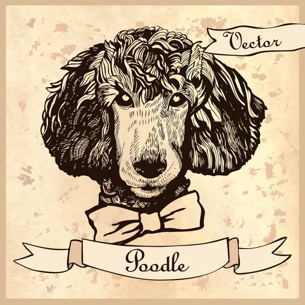 Vintage poodle dog head in vector — Stock Vector