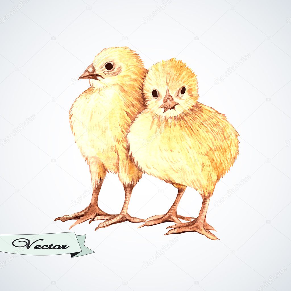 Vector watercolor small chicks.