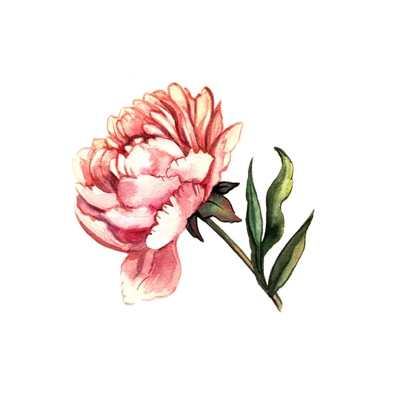 Watercolor peony — Stock Photo, Image