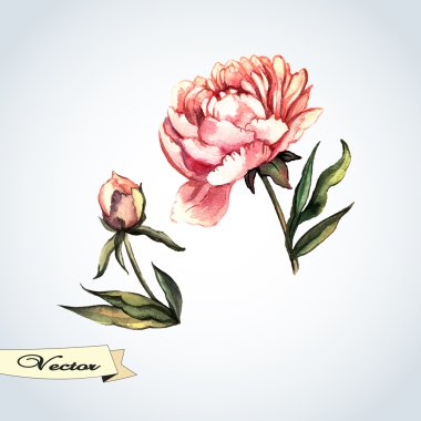 suluboya peonies ile vektör çizim