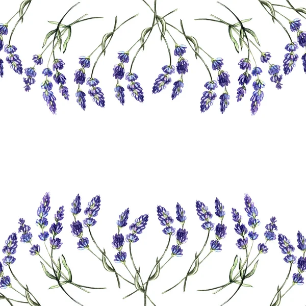 Lavender watercolor template — Stock Photo, Image