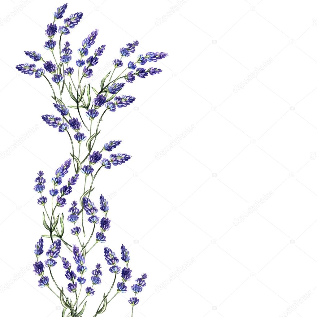 Watercolor decoration of lavender flowers