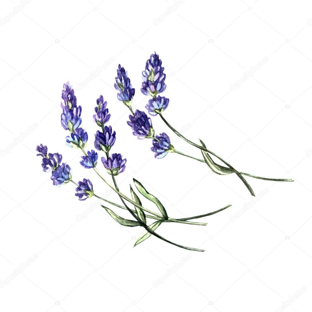 watercolor flowers of lavender