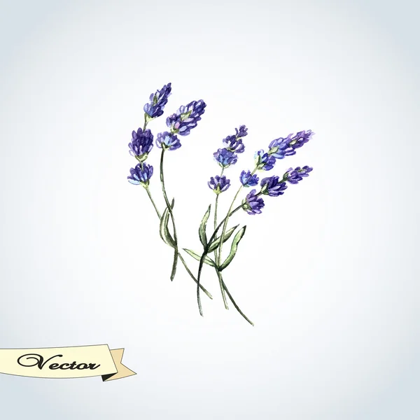 Vector watercolor lavender — Stock Vector