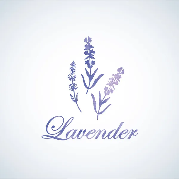 suluboya lavanta çiçekleri.